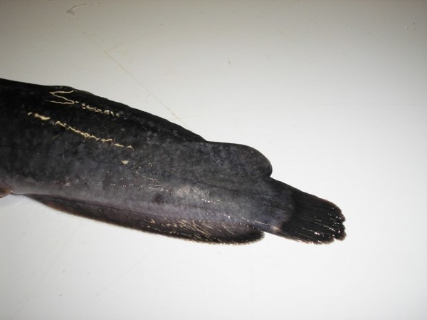 Detail of the adipose fin of a hybrid Heterobranchius longifilis Clarias gariepinus