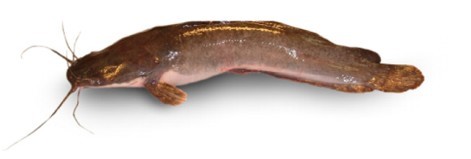 Full grown hybrid Hetero Clarias